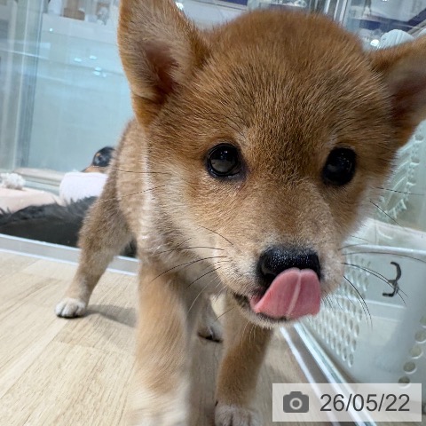 柴の写真