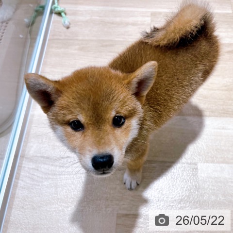 柴の写真