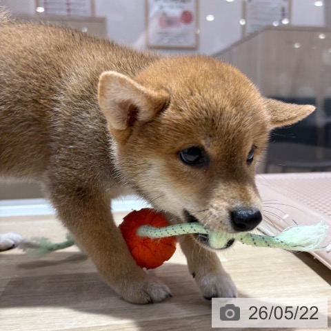 柴の写真