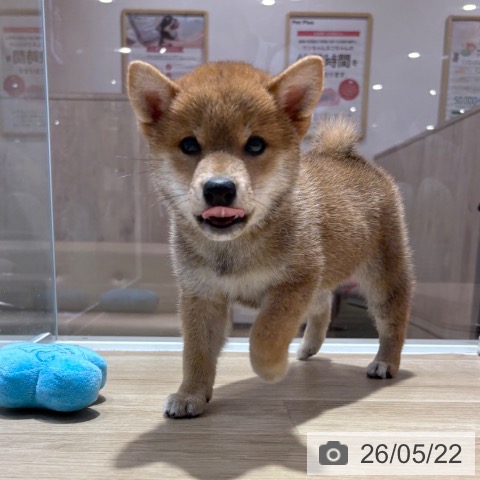 柴の写真