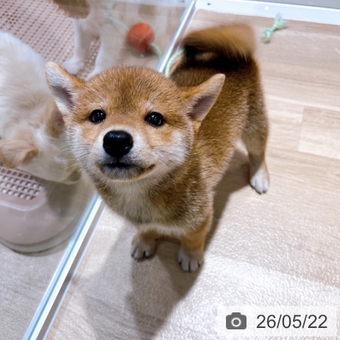 柴の写真