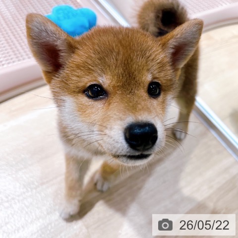 柴の写真