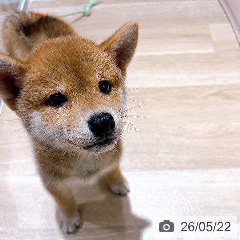 柴の写真