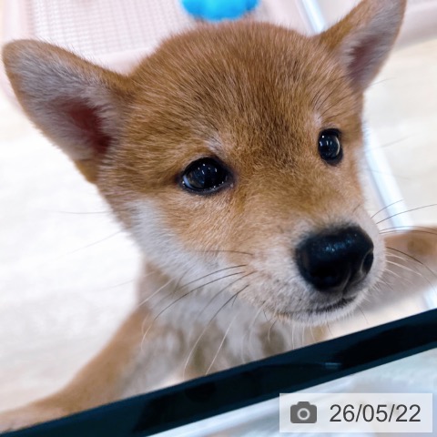 柴の写真