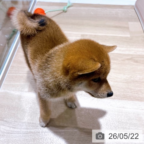 柴の写真