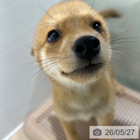 兵庫県の柴犬(標準サイズ) (ペットプラス 神戸三宮店/2026年3月17日生まれ/女の子/赤)の子犬の4枚目の画像