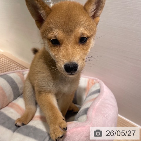 兵庫県の柴犬(標準サイズ) (ペットプラス 神戸三宮店/2026年3月17日生まれ/女の子/赤)の子犬の3枚目の画像