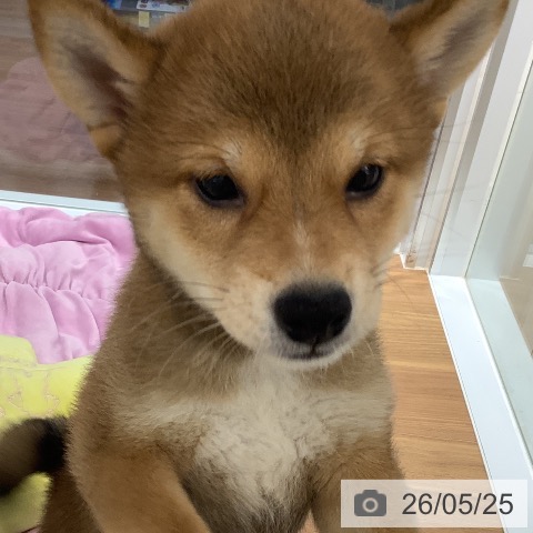大阪府の柴犬(標準サイズ) (ペットプラス りんくう泉南店/2026年3月17日生まれ/女の子/赤)の子犬の4枚目の画像