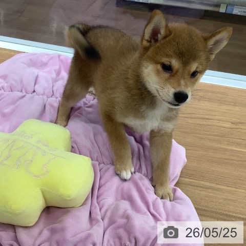大阪府の柴犬(標準サイズ) (ペットプラス りんくう泉南店/2026年3月17日生まれ/女の子/赤)の子犬の3枚目の画像