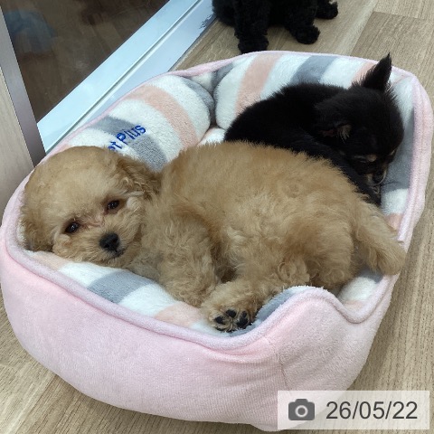 千葉県のトイプードル(トイ) (ペットプラス 船橋店/2026年3月16日生まれ/男の子/アプリコット)の子犬の4枚目の画像
