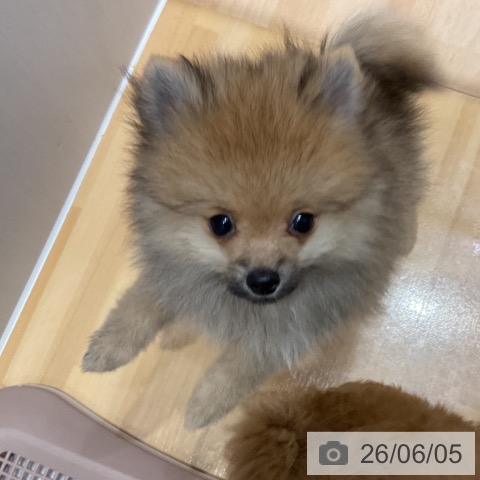 奈良県のポメラニアン (ペットプラス 大和郡山店/2026年3月20日生まれ/女の子/オレンジ)の子犬の4枚目の画像