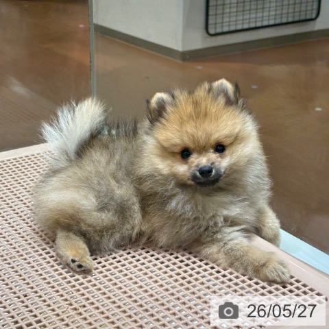 奈良県のポメラニアン (ペットプラス 大和郡山店/2026年3月20日生まれ/女の子/オレンジ)の子犬の3枚目の画像