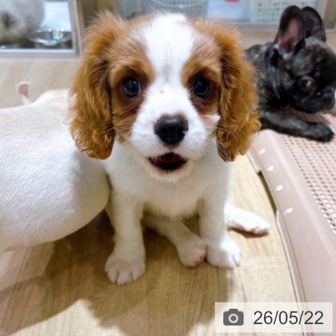 大阪府のキャバリアキングチャールズスパニエル (ペットプラス イオン大日店/2026年3月19日生まれ/男の子/ブレンハイム)の子犬の3枚目の画像