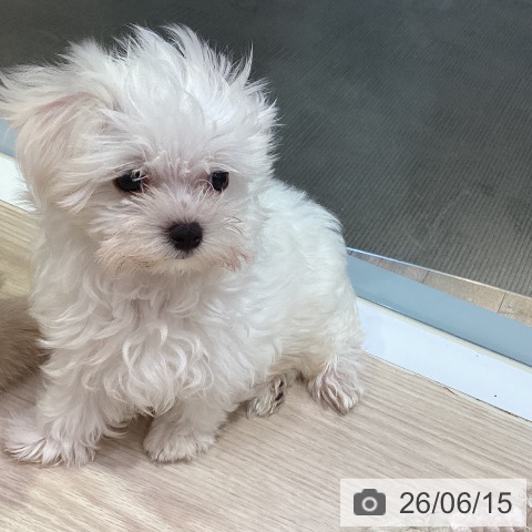 岡山県のマルチーズ (ペットプラス 岡山店/2026年3月25日生まれ/男の子/ホワイト)の子犬の4枚目の画像