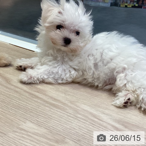 岡山県のマルチーズ (ペットプラス 岡山店/2026年3月25日生まれ/男の子/ホワイト)の子犬の3枚目の画像