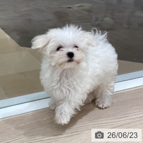 徳島県のマルチーズ (ペットプラス 徳島店/2026年3月25日生まれ/男の子/ホワイト)の子犬の3枚目の画像