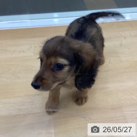 香川県のミニチュアダックスフンド(ロング) (ペットプラス 綾川店/2026年3月24日生まれ/男の子/シェーデットレッド)の子犬の3枚目の画像