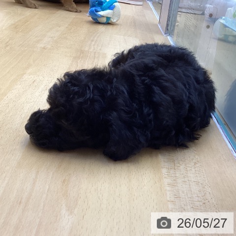 香川県のトイプードル(トイ) (ペットプラス 綾川店/2026年3月25日生まれ/男の子/ブラック)の子犬の4枚目の画像