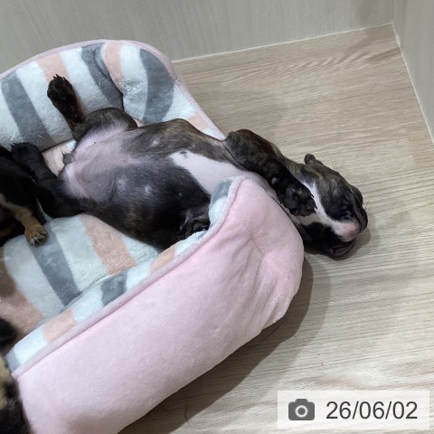 岡山県のフレンチブルドッグ (ペットプラス 岡山店/2026年3月21日生まれ/女の子/ブリンドル)の子犬の4枚目の画像