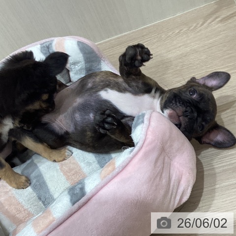 岡山県のフレンチブルドッグ (ペットプラス 岡山店/2026年3月21日生まれ/女の子/ブリンドル)の子犬の3枚目の画像