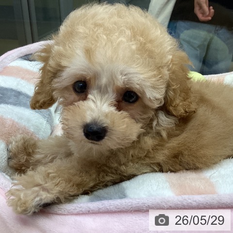 香川県のトイプードル(トイ) (ペットプラス 綾川店/2026年3月19日生まれ/男の子/アプリコット)の子犬の4枚目の画像