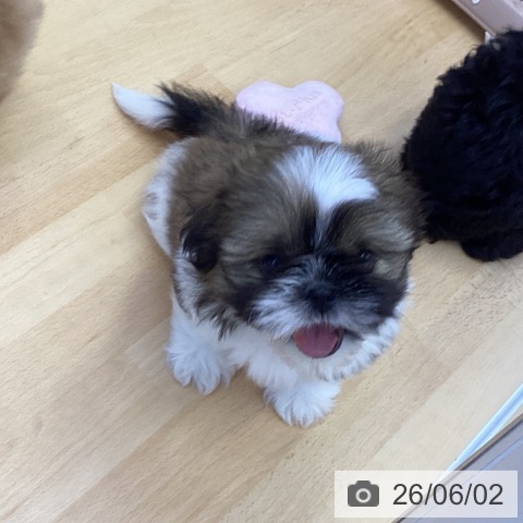 香川県のシーズー (ペットプラス 高松店/2026年3月25日生まれ/男の子/ゴールドホワイト)の子犬の3枚目の画像