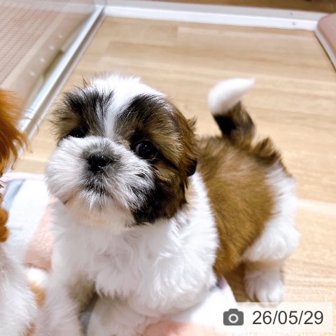 大阪府のシーズー (ペットプラス イオン大日店/2026年3月25日生まれ/男の子/ゴールドホワイト)の子犬の4枚目の画像