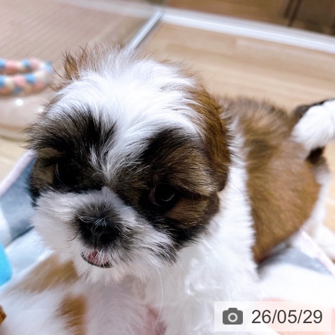 大阪府のシーズー (ペットプラス イオン大日店/2026年3月25日生まれ/男の子/ゴールドホワイト)の子犬の3枚目の画像