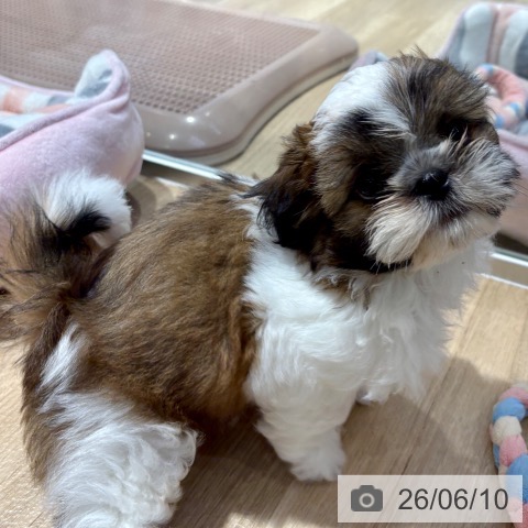 大阪府のシーズー (ペットプラス イオン大日店/2026年3月25日生まれ/男の子/ゴールドホワイト)の子犬の4枚目の画像