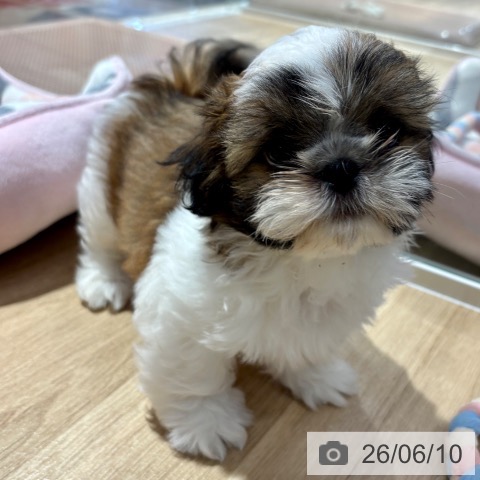 大阪府のシーズー (ペットプラス イオン大日店/2026年3月25日生まれ/男の子/ゴールドホワイト)の子犬の3枚目の画像