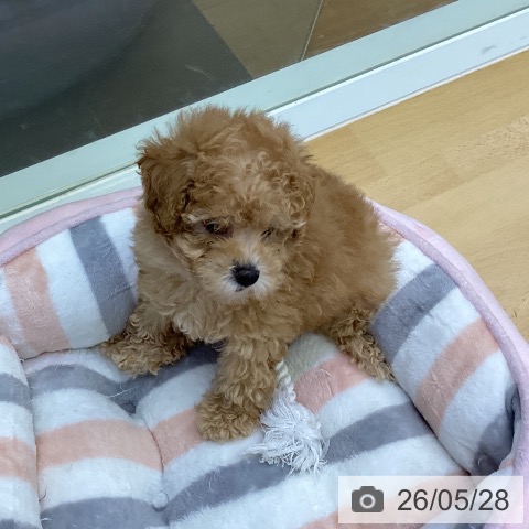 香川県のトイプードル(トイ) (ペットプラス 綾川店/2026年3月25日生まれ/女の子/アプリコット)の子犬の3枚目の画像