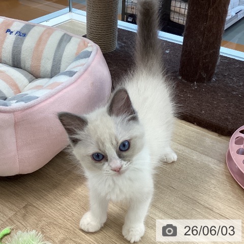 愛媛県のラグドール (ペットプラス 新居浜店/2026年3月19日生まれ/男の子/ブルーポイントバイカラー)の子猫の3枚目の画像