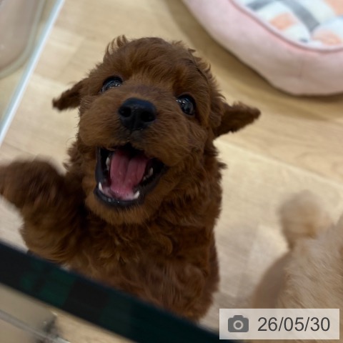 大阪府のトイプードル(トイ) (ペットプラス 堺北花田店/2026年3月21日生まれ/男の子/レッドフォーン)の子犬の3枚目の画像