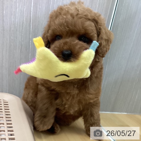 長野県のトイプードル(トイ) (ペットプラス 松本店/2026年3月21日生まれ/男の子/レッドフォーン)の子犬の4枚目の画像