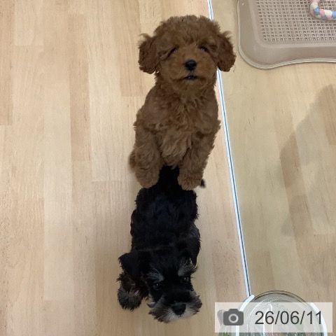 長野県のトイプードル(トイ) (ペットプラス 松本店/2026年3月21日生まれ/男の子/レッドフォーン)の子犬の4枚目の画像
