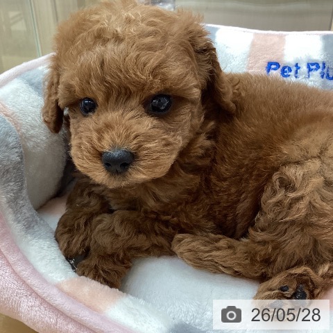 長野県のトイプードル(トイ) (ペットプラス 松本店/2026年3月21日生まれ/男の子/レッドフォーン)の子犬の3枚目の画像
