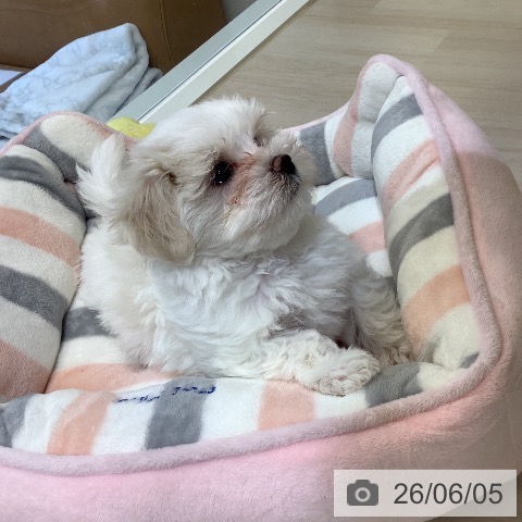 マルチーズの写真