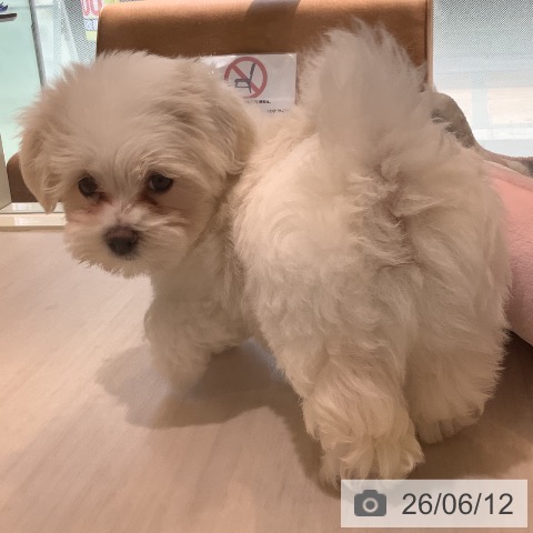 マルチーズの写真