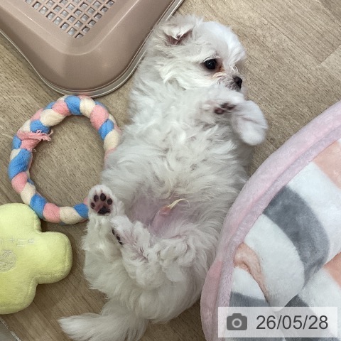 マルチーズの写真