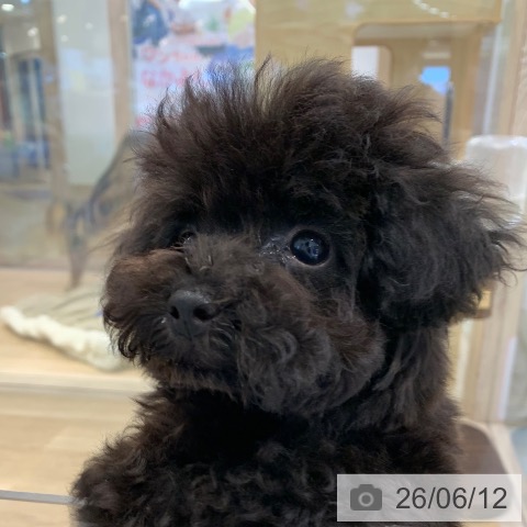 神奈川県のトイプードル(トイ) (ペットプラス 武蔵小杉店/2026年3月20日生まれ/男の子/ブラック)の子犬の4枚目の画像