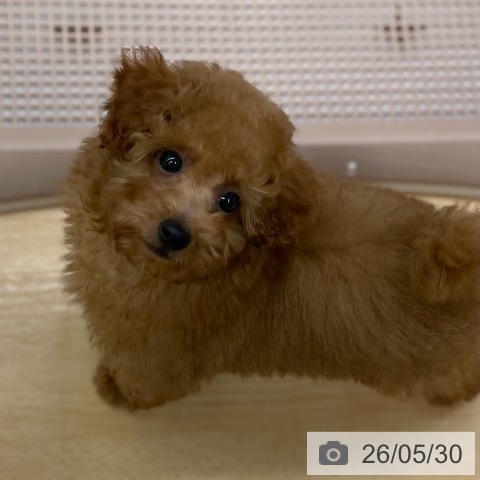 京都府のトイプードル(トイ) (ペットプラス 醍醐店/2026年3月22日生まれ/男の子/アプリコット)の子犬の4枚目の画像