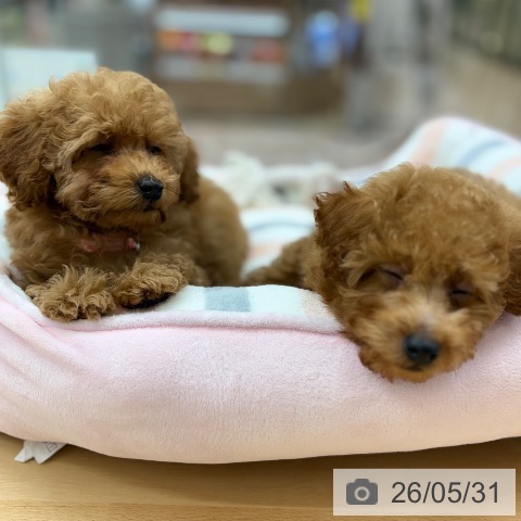 京都府のトイプードル(トイ) (ペットプラス 醍醐店/2026年3月22日生まれ/男の子/アプリコット)の子犬の3枚目の画像