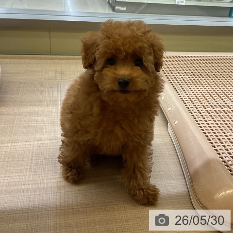 神奈川県のトイプードル(トイ) (ペッツワン 横須賀久里浜店/2026年3月22日生まれ/男の子/アプリコット)の子犬の4枚目の画像