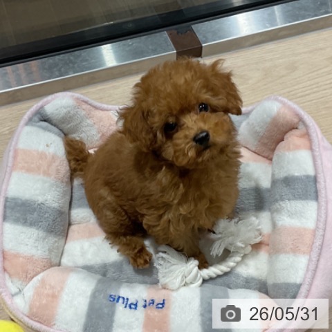埼玉県のトイプードル(トイ) (ペットプラス コクーンシティ店/2026年3月22日生まれ/男の子/アプリコット)の子犬の4枚目の画像
