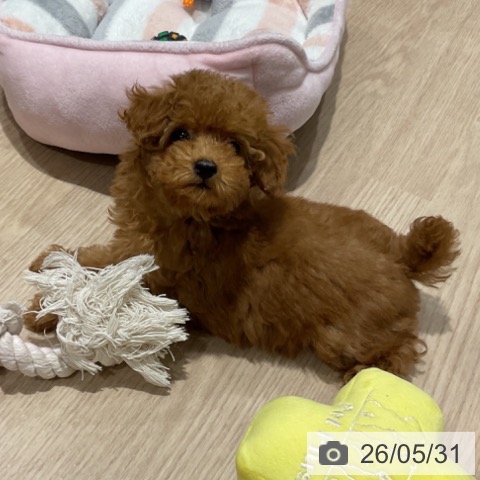 埼玉県のトイプードル(トイ) (ペットプラス コクーンシティ店/2026年3月22日生まれ/男の子/アプリコット)の子犬の3枚目の画像