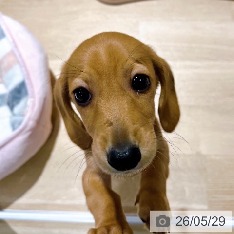 大阪府のミニチュアダックスフンド(ロング) (ペットプラス イオン大日店/2026年3月25日生まれ/男の子/シェーデットレッド)の子犬の3枚目の画像