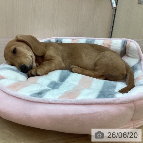 兵庫県のミニチュアダックスフンド(ロング) (ペットプラス 姫路大津店/2026年3月25日生まれ/男の子/シェーデットレッド)の子犬の3枚目の画像