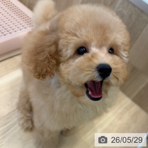 大阪府のトイプードル(トイ) (ペットプラス 堺北花田店/2026年3月22日生まれ/男の子/オレンジフォーン)の子犬の3枚目の画像