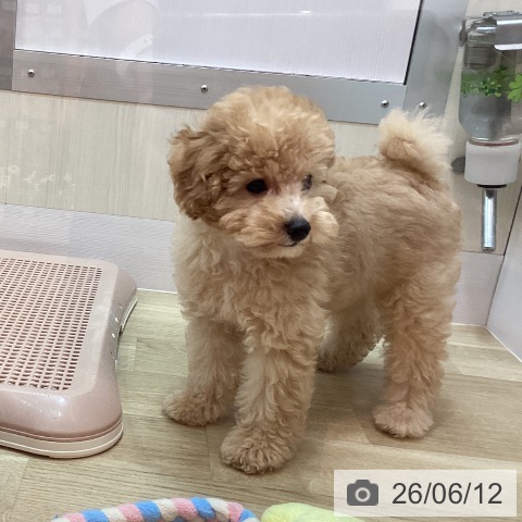 兵庫県のトイプードル(トイ) (ペットプラス 姫路大津店/2026年3月22日生まれ/男の子/オレンジフォーン)の子犬の3枚目の画像
