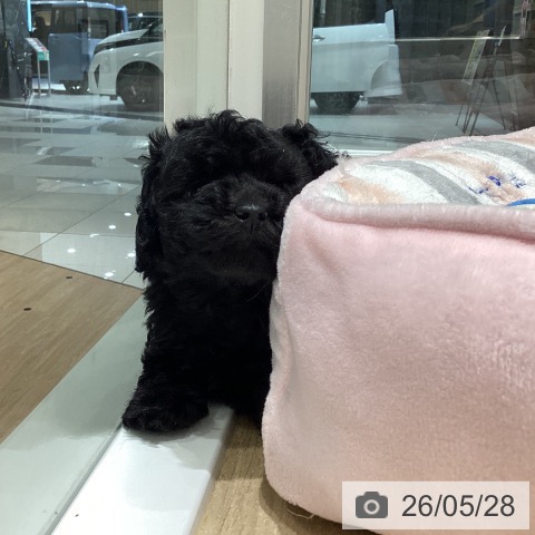 長野県のトイプードル(トイ) (ペットプラス 須坂店/2026年3月25日生まれ/女の子/ブラック)の子犬の4枚目の画像